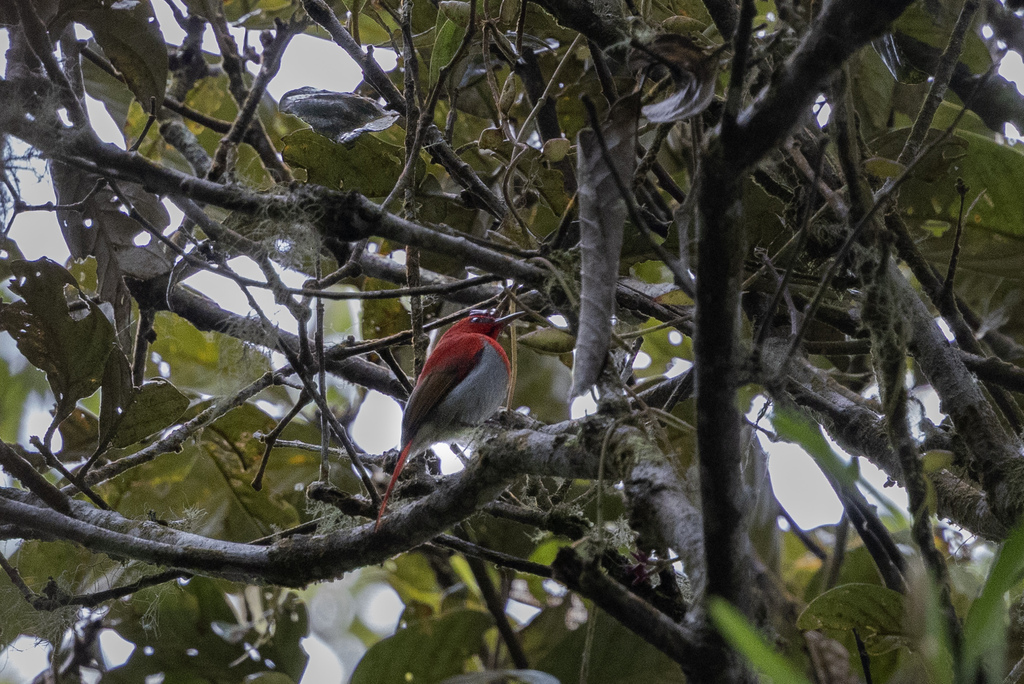 Temminck's Sunbird (Aethopyga temminckii)