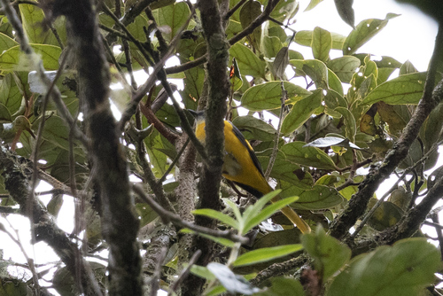 Grey-chinned Minivet (Pericrocotus solaris), photo 3
