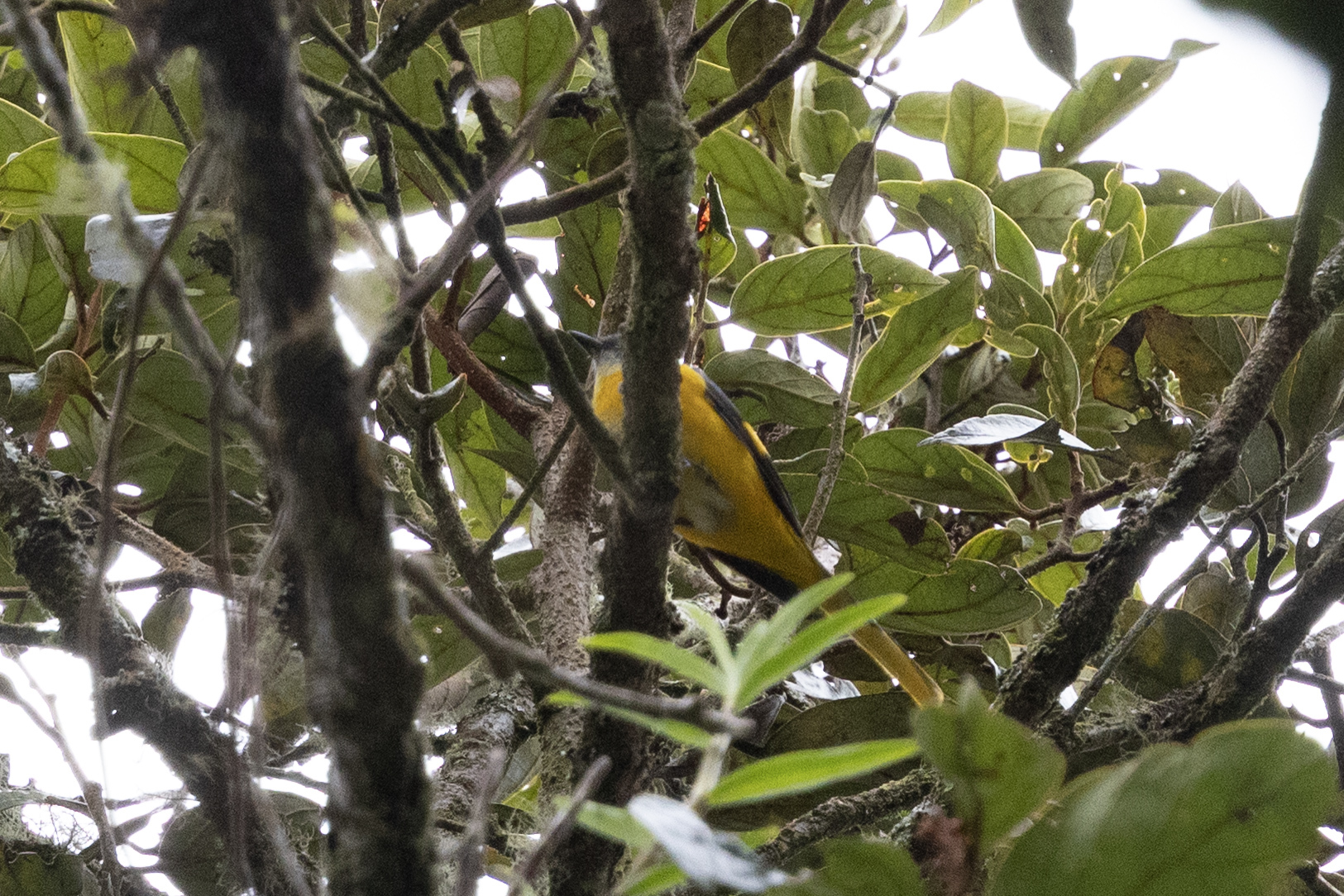 Grey-chinned Minivet (Pericrocotus solaris), photo 3