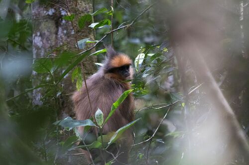 Presbytis melalophos