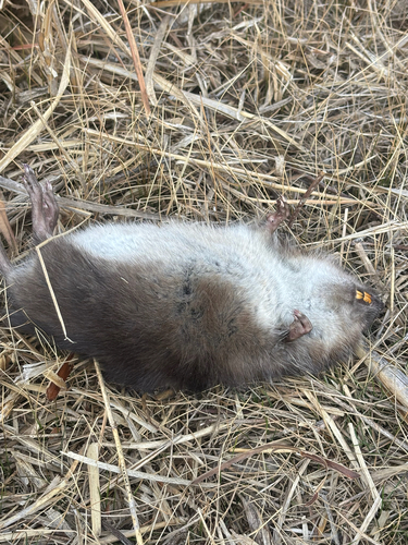 Round-tailed Muskrat