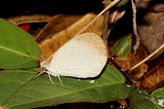 Colotis evanthe
