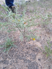 Prosopis reptans