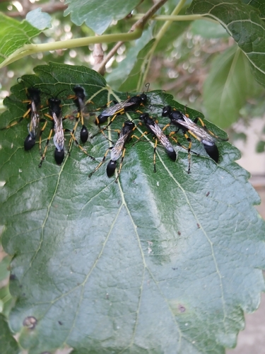 Sceliphron spirifex