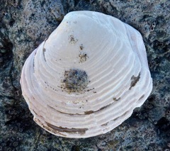 Semele decisa