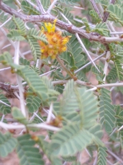 Prosopis reptans