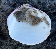 Semele decisa