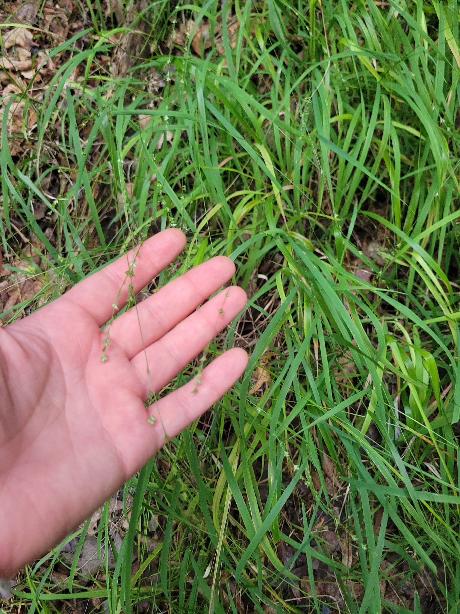 Slender Spikegrass (Chasmanthium laxum)
