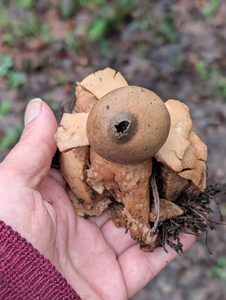 Geastrum michelianum