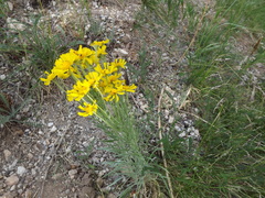 Hymenoxys subintegra