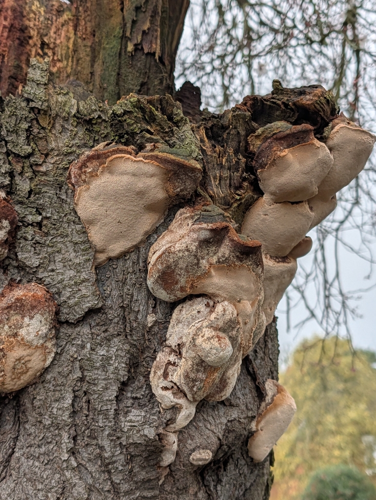 Phellinus pomaceus · February 2026 · photo: © pilmar (iNaturalist, cc0)