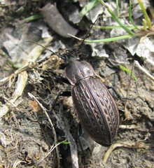 Carabus maeander