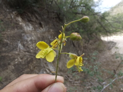 Caesalpinieae