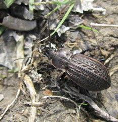 Carabus maeander