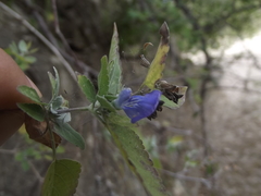 Salvia similis