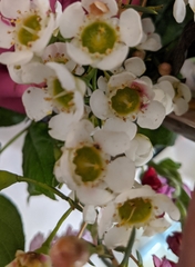 Angiospermae