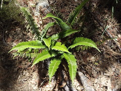 Polystichum imbricans curtum
