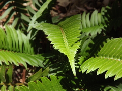 Polystichum imbricans curtum