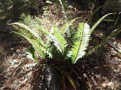 Polystichum imbricans curtum