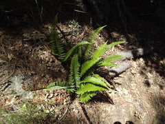 Polystichum imbricans curtum