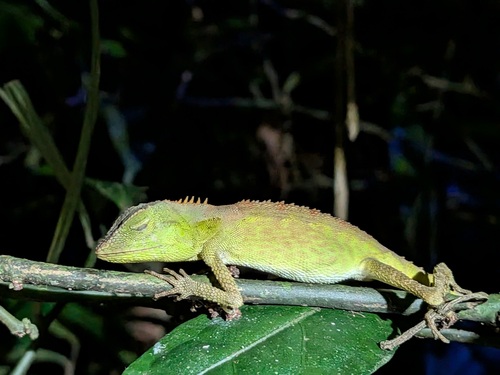 Bronchocela cristatella