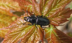 Platycerus