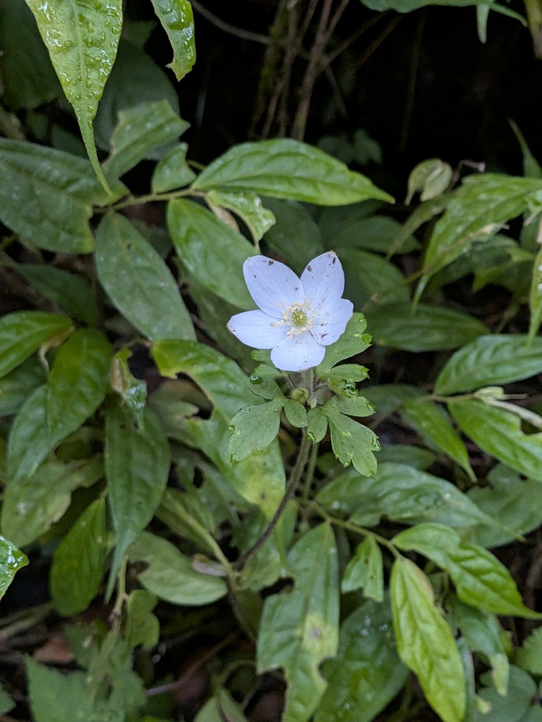 Anemone sumatrana (Anemone sumatrana)