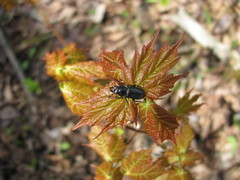 Platycerus