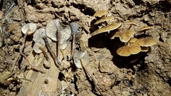 Psilocybe moseri