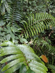 Didymochlaena truncatula, photograph (c) Kalvin Chan, some rights reserved (CC BY)