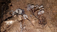 Psilocybe moseri