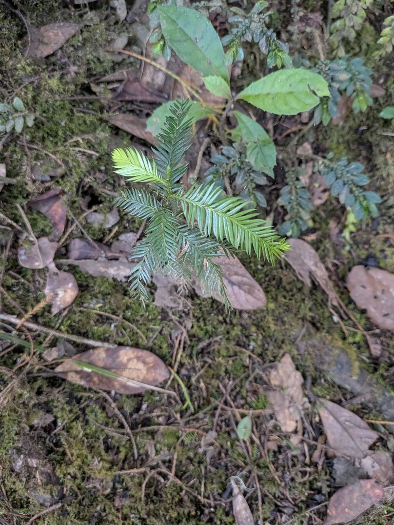 Pine (Dacrycarpus imbricatus)