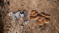 Psilocybe moseri