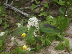 Mitracarpus floribundus