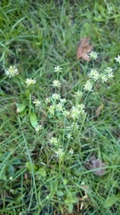 Juncus polycephalus