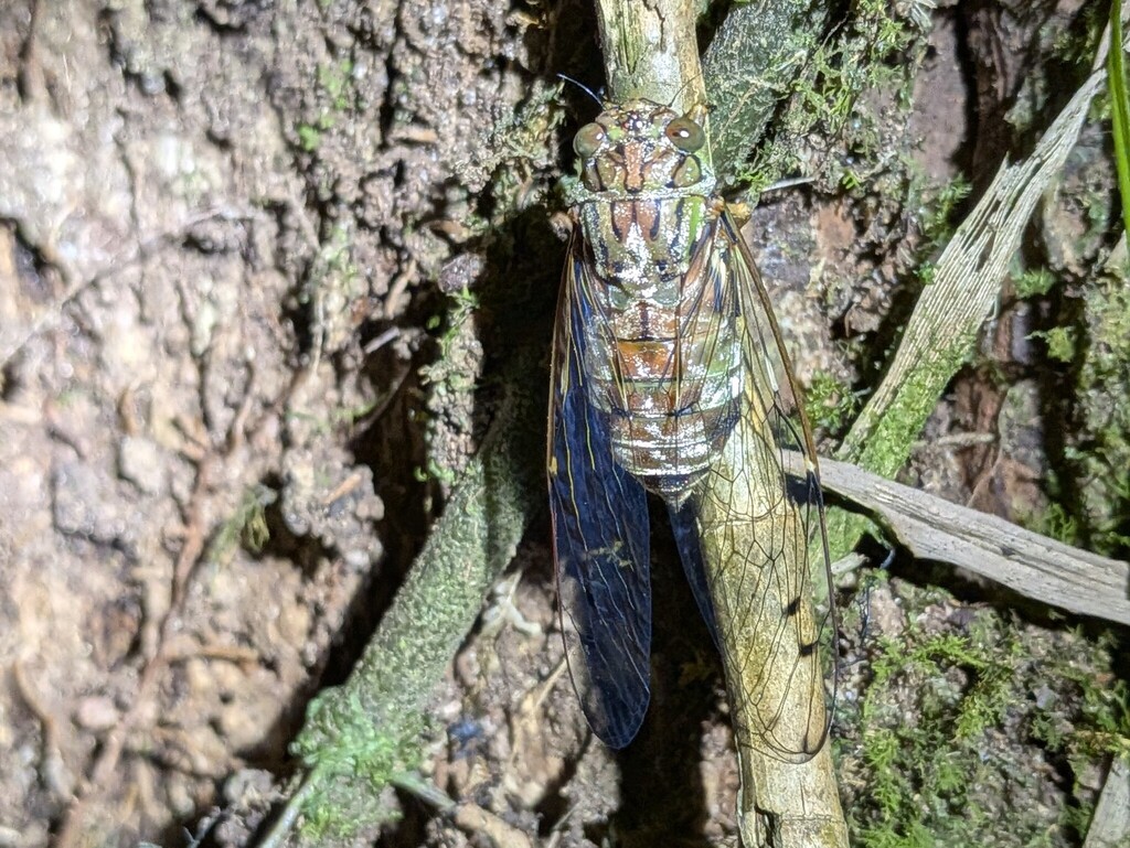 Nabalua sumatrana