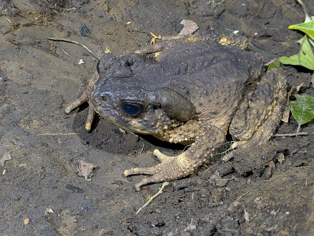 Kodok-buduk Raksasa (Phrynoidis juxtasper)