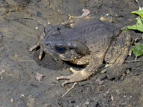 Phrynoidis juxtasper