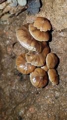 Psilocybe moseri