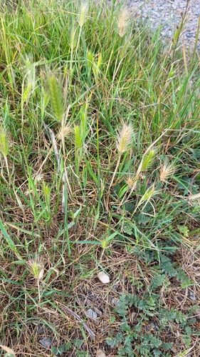 salt barley (Hordeum marinum)