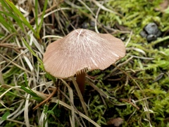 Entoloma roseum