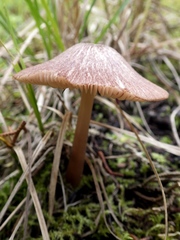 Entoloma roseum