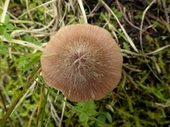 Entoloma roseum