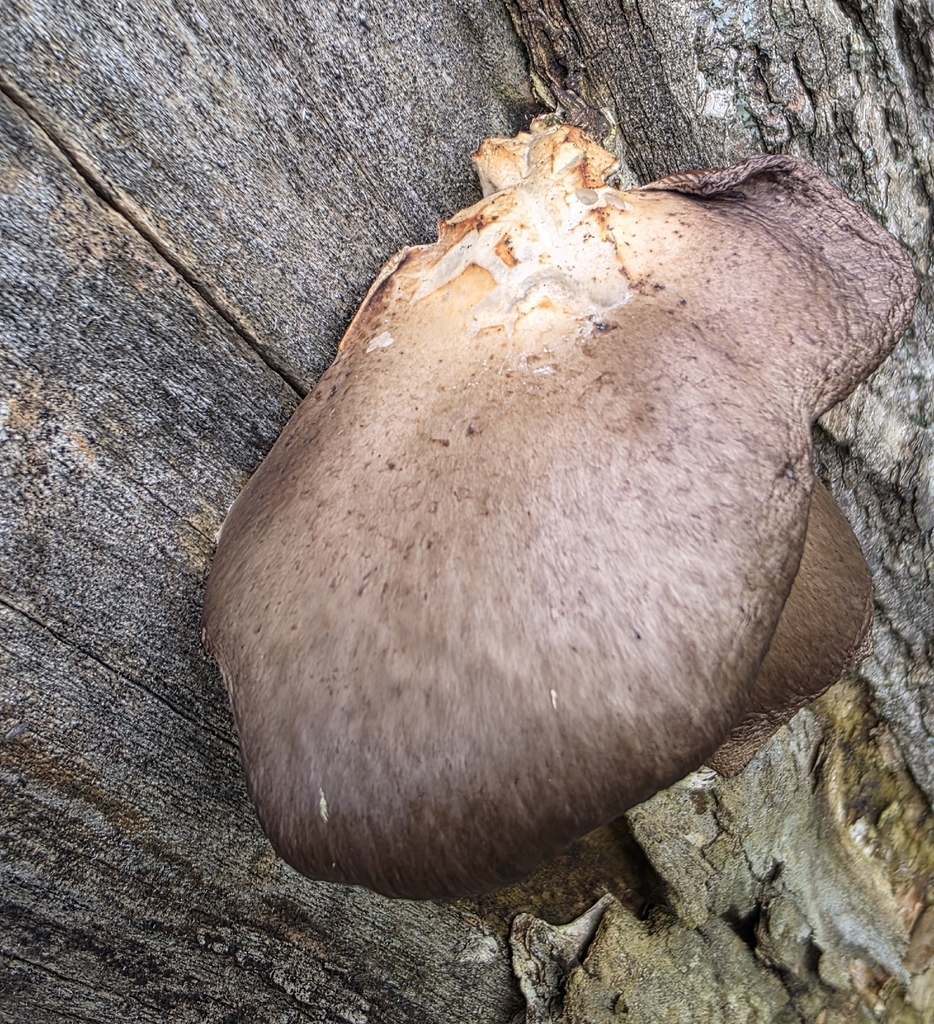 Pleurotus ostreatus · February 2026 · photo: © ikelman (iNaturalist, cc0)
