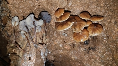 Psilocybe moseri