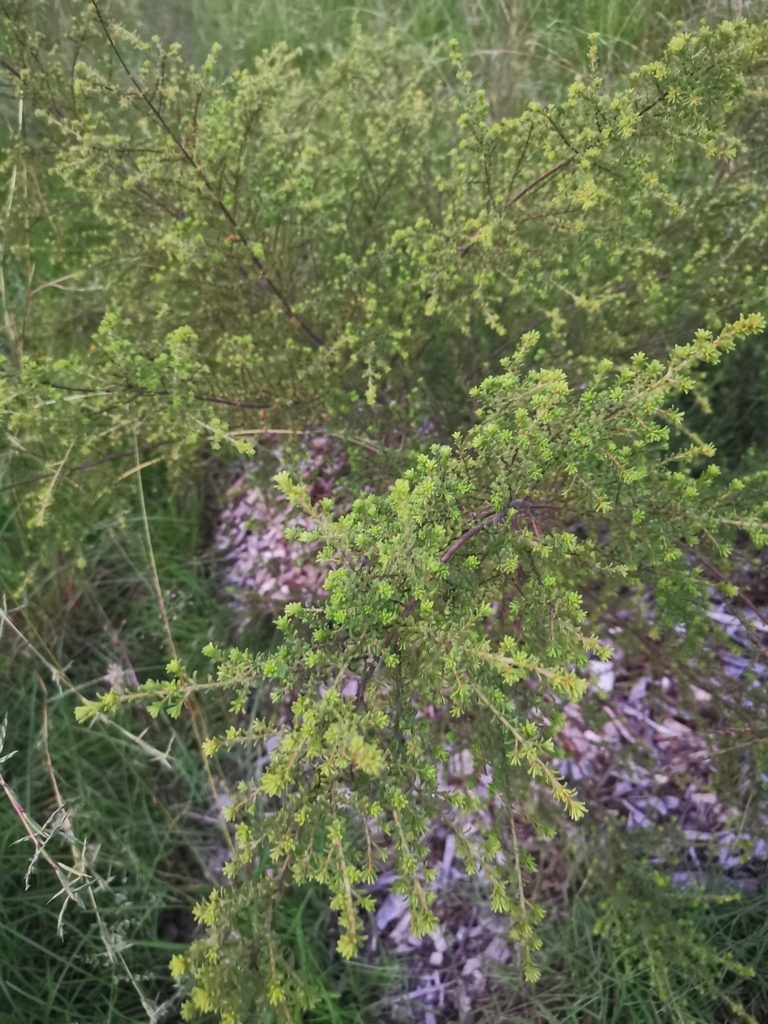 Hairy Bush Pea In February By Benandshevaun Inaturalist