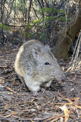 Potorous tridactylus