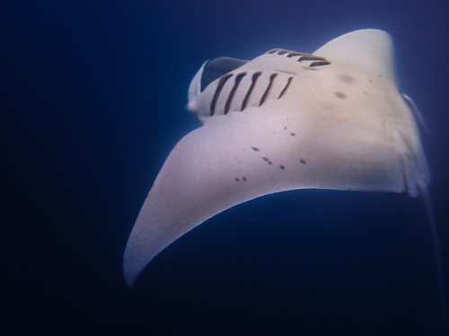 Mobula alfredi
