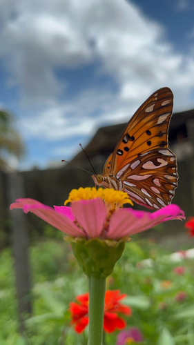 Gulf Fritillary