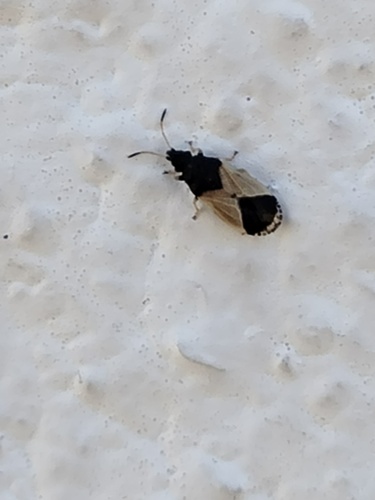 Neocrophius heidemanni